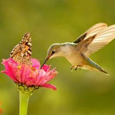 a hummingbird feeding from a pink flower with a butterfly on it's wing