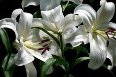 three white flowers with green leaves in the background