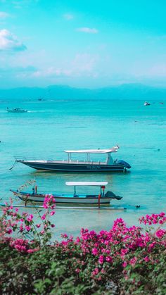 two boats sitting in the water with pink flowers growing on the shore and blue sky