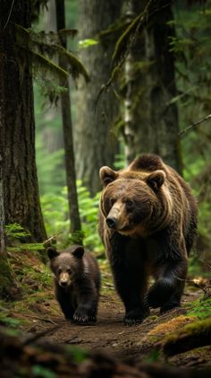 brown bear with cub in forest, mother bear with offspring, wildlife photography, bears in natural habitat, animal family in the woods, protective bear mother, bear cub following parent. 

bear, cub, brown bear, forest, wildlife, natural habitat, animal family, woods, mother, offspring, protection, nature, mammals. Forest Animal Photography, Mother Bear And Cubs, Green Lockscreen, Grizzly Bear Tattoos, Bear With Cubs, Roaring Bear, Black Bear Decor, Baby Bear Cub