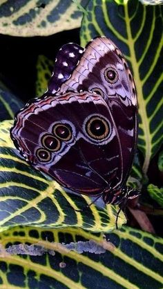 a close up of a butterfly on a plant with the words te quiero mi unor