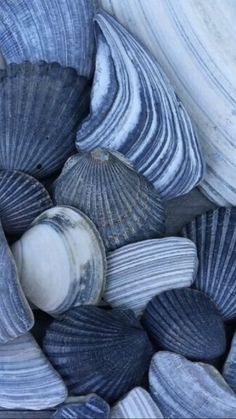 several seashells are gathered together in a pile on the beach or ocean floor