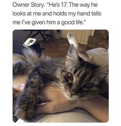 a cat laying on top of someone's arm with the caption, owner story he's 17 the way he looks at me and holds my hand tells me i've given him a good life