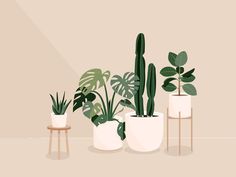 three potted plants in different shapes and sizes