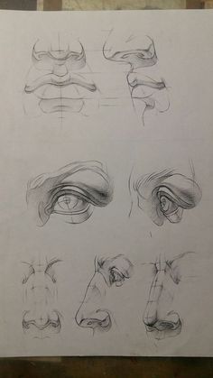 some drawings of different types of eyes