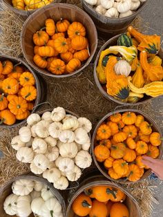 several buckets filled with different types of pumpkins on top of hay covered ground