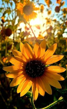 the sun shines brightly behind a large yellow flower