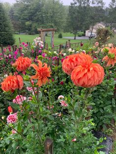 an assortment of colorful flowers in a garden