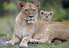 two young lions sitting on top of a grass covered hill next to eachother