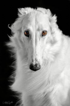 a white dog with orange eyes looking at the camera while standing in front of a black background