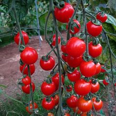 tomatoes growing on the vine in a garden