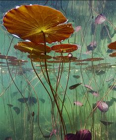 the water is full of lily pads and plants with long stems sticking out of them