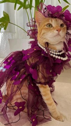 a cat wearing a purple dress with flowers on it