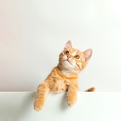 an orange and white cat sitting on top of a white wall with its paw up