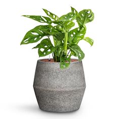 a potted plant with green leaves in it