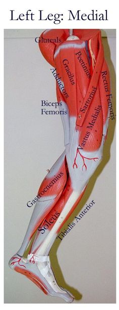 Pnf Stretching, Leg Anatomy, Arm Muscle, Muscle Model, Medical School Essentials