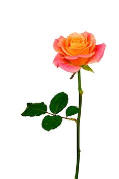 a single pink rose with green leaves on a white background