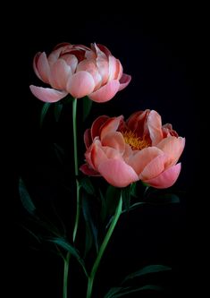 two pink flowers are in a vase on a black background