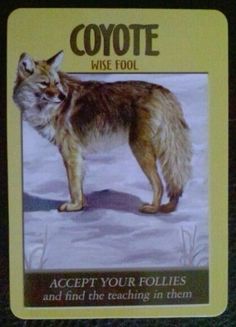 a card with an image of a wolf on it's front and the words coyote wise fool