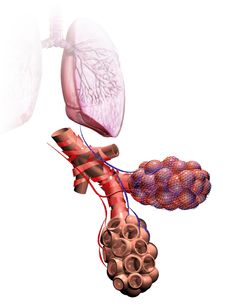 an image of the human body and lungs with blood vessels running through it, including the lungs