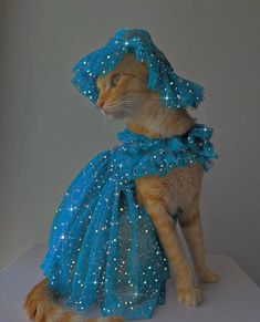 a cat wearing a blue dress with stars on it