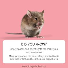 a mouse on a pink background with the caption did you know? empty spaces and bright lights can make your house nervous