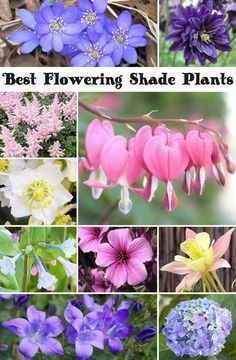 the best flowering shade plants for spring