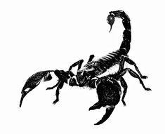 a black and white photo of a scorpion on the back of it's body