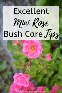 pink flowers with the words excellent mini rose bush care tips in front of it and an image