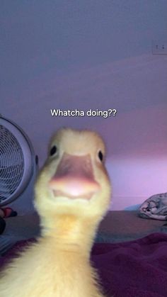 a yellow duck sitting on top of a bed next to an air conditioner with the caption whatcha doing?