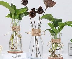 three glass vases with plants in them