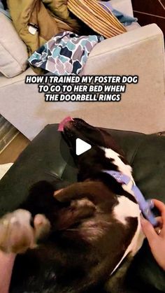 Well Mannered, Doggie Treats, Aussie Puppies, Foster Dog, Dog Ideas, Ring Doorbell, Shelter Dogs, Pet Loss