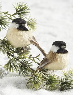 two small birds perched on top of a tree branch covered in snow and pine needles