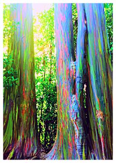 colorful trees in the woods with sunlight coming through them