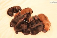 four puppies are huddled together on the bed with their heads in each other's hands