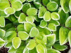 green leaves are growing on the side of a building