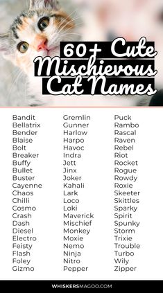 a poster with the names of cats in black and white, which are on top of each