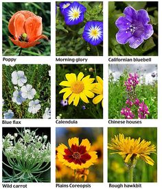 an image of wildflowers and their names