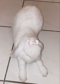 a small white kitten with a pink bow on its head laying on the tile floor