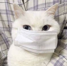 a white cat wearing a mask on its face