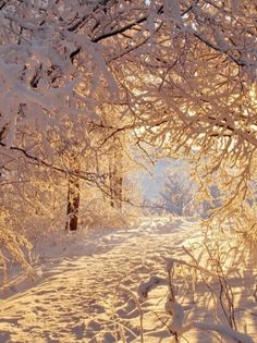 the sun is shining through some trees in the snow