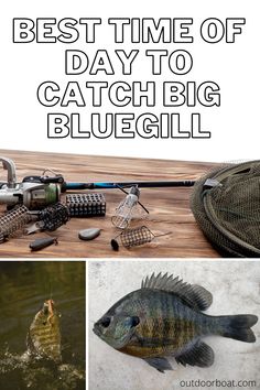 the best time of day to catch big bluegill