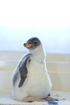 a small penguin sitting on top of a white blanket