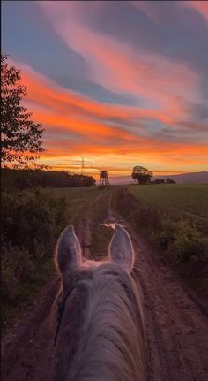 the back end of a horse's head as it walks down a dirt road