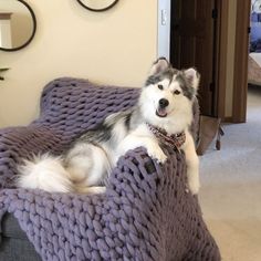 a dog laying on top of a purple blanket in a living room next to a couch