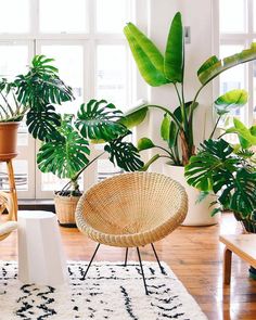 a living room filled with lots of plants and potted plants on top of a wooden floor