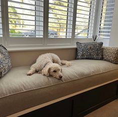 a white dog laying on top of a couch next to two windows with shutters