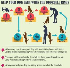 an info sheet describing how to keep your dog calm when the doberman rings up