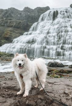 a white dog on a leash standing in front of a waterfall