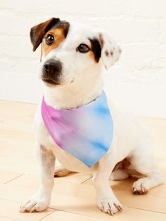 a white and brown dog with a blue bandana around its neck sitting on the floor